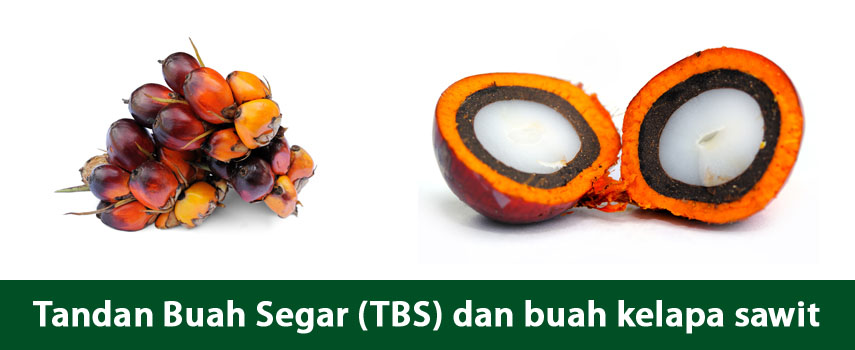 Produk kelapa sawit